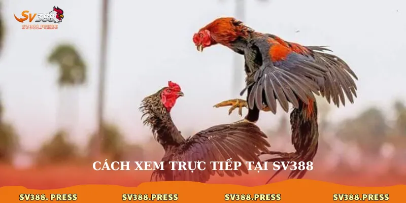 Trực tiếp đá gà Savan: Đẳng cấp kê chiến đến màn ảnh của bạn 3 Cách xem trực tiếp tại sv388