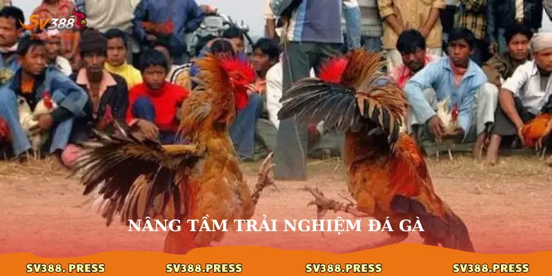 Đá gà 360: Đắm chìm vào mọi góc độ kê chiến đỉnh cao 1 đá gà 360