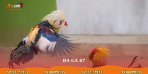 da ga 67