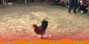 Đá gà 79