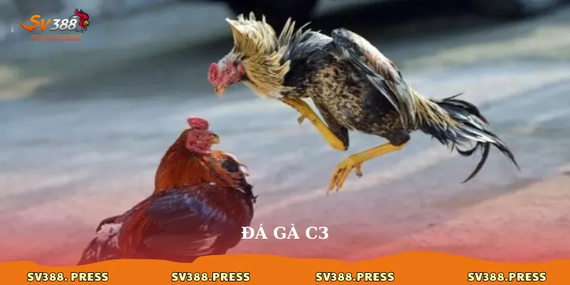 Đá Gà C3: Khám Phá Thể Loại Đá Gà Mới Mẻ và Đầy Hấp Dẫn 1 da ga c3