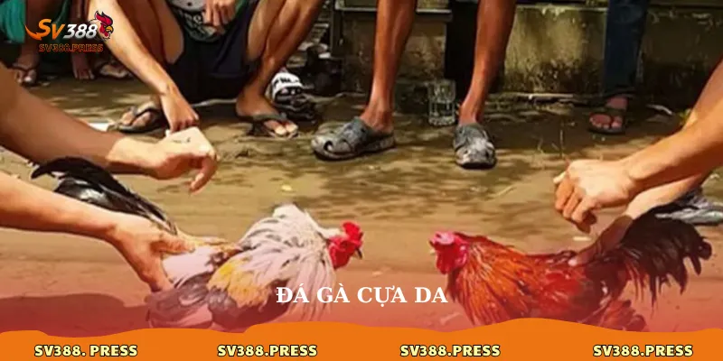 Đá Gà Cựa Dao: Luật Chơi, Kỹ Thuật & Nơi Xem Trận Cực Phê Hôm Nay 1 Đá gà cựa dao