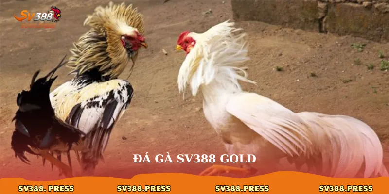 Đá Gà sv388 gold: Trải Nghiệm Cá Cược Đẳng Cấp 1 Đá gà sv388 gold