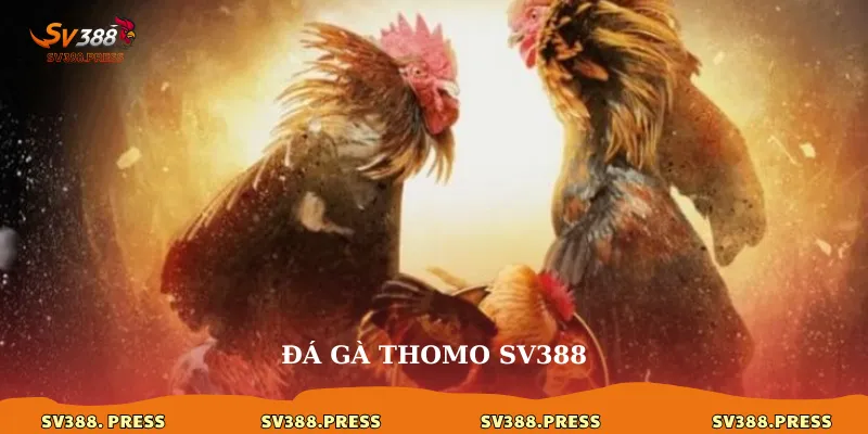 Đá Gà Thomo SV388: Thánh Địa Của Những Trận Chiến Kê Đẳng Cấp 1 Đá gà Thomo