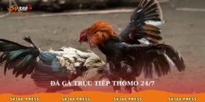 Đá gà trực tiếp Thomo 24/7
