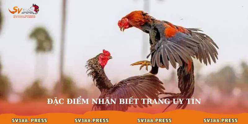 Trang đá gà uy tín sv388: Lựa chọn hàng đầu cho đam mê kê 3 Đặc điểm nhận biết trang uy tín