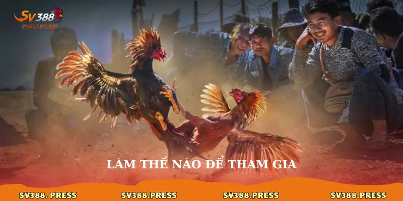 Trận đá gà 24 tỷ: Huyền thoại một thời và sức hút tại sv388 4 Làm thế nào để tham gia