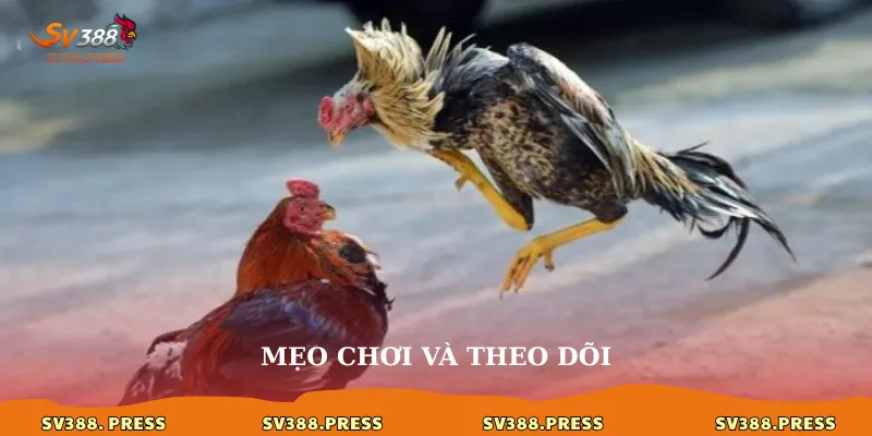 Mẹo chơi và theo dõi
