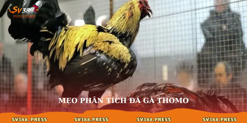 Mẹo phân tích đá gà thomo