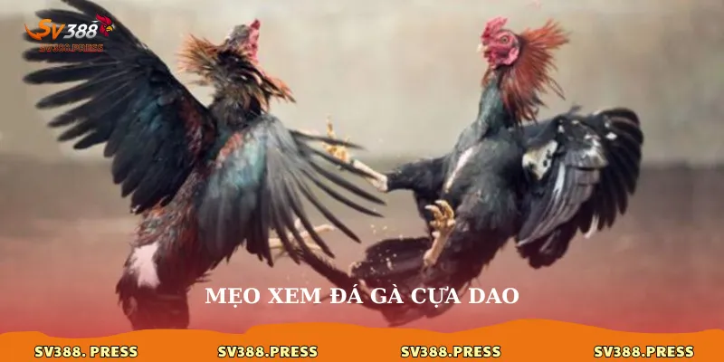 Mẹo xem đá gà cựa dao