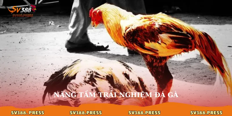 Đá gà 360: Đắm chìm vào mọi góc độ kê chiến đỉnh cao 3 Nâng tầm trải nghiệm đá gà