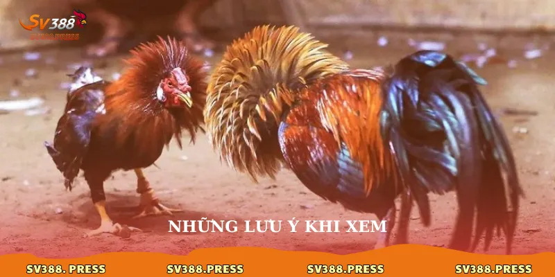 Trực tiếp đá gà Savan: Đẳng cấp kê chiến đến màn ảnh của bạn 4 Những lưu ý khi xem