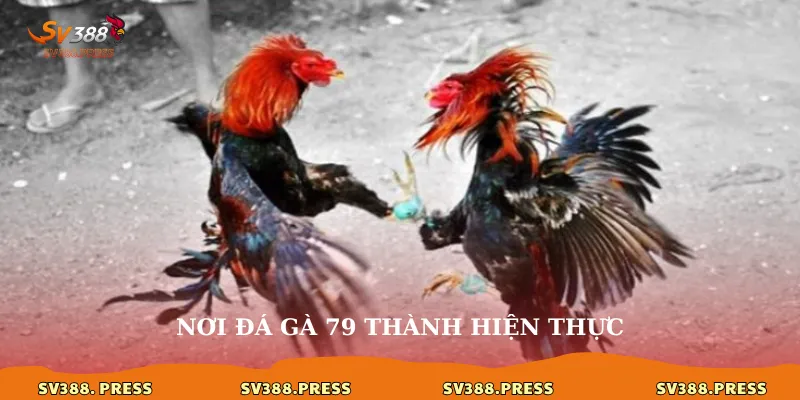 Đá gà 79: Giải mã sức hút và đấu trường đỉnh cao tại sv388 3 Nơi đá gà 79 thành hiện thực