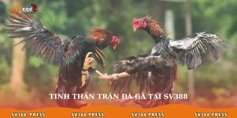 Trận đá gà 24 tỷ: Huyền thoại một thời và sức hút tại sv388 3 Tinh thần trận đá gà tại sv388