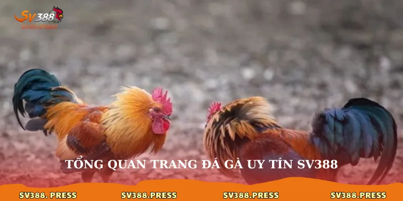 Trang đá gà uy tín sv388: Lựa chọn hàng đầu cho đam mê kê 2 Tổng quan trang đá gà uy tín sv388