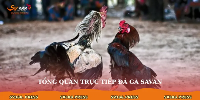 Trực tiếp đá gà Savan: Đẳng cấp kê chiến đến màn ảnh của bạn 2 Tổng quan trực tiếp đá gà savan