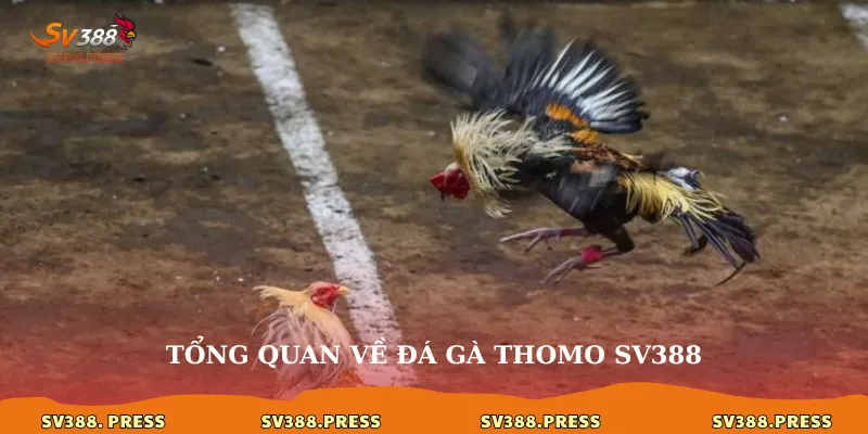 Tổng quan về đá gà thomo sv388