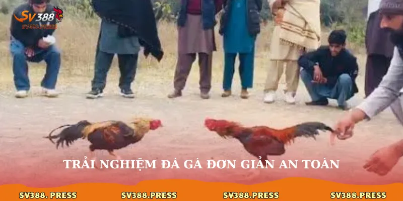 Đá gà 79: Giải mã sức hút và đấu trường đỉnh cao tại sv388 4 Trải nghiệm đá gà đơn giản an toàn