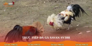 truc-tiep-da-ga-savan-sv388