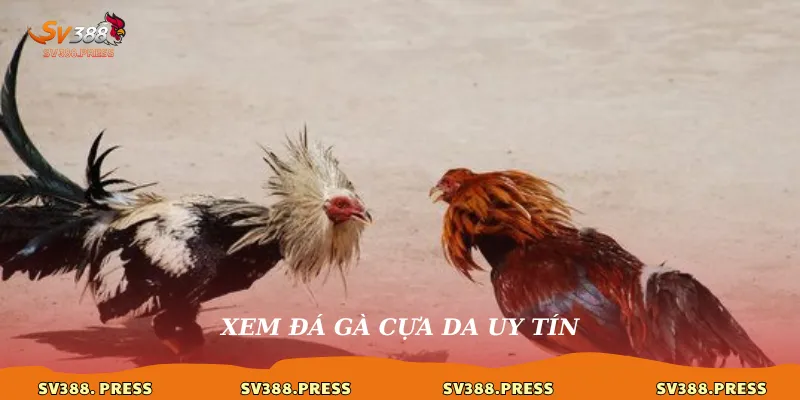 Xem đá gà cựa dao uy tín